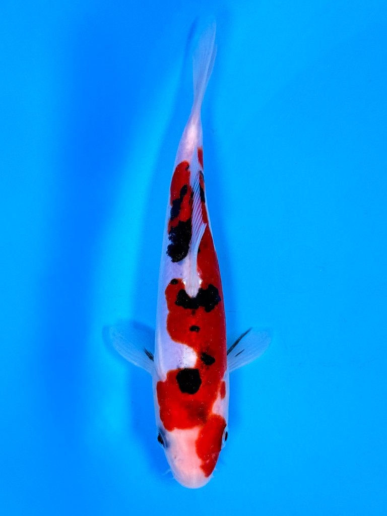 Kase VHQ Tateshita Mix | 15–18 cm | Doitsu Sanke, Dieren en Toebehoren, Vissen | Vijvervissen, Karper of Koi