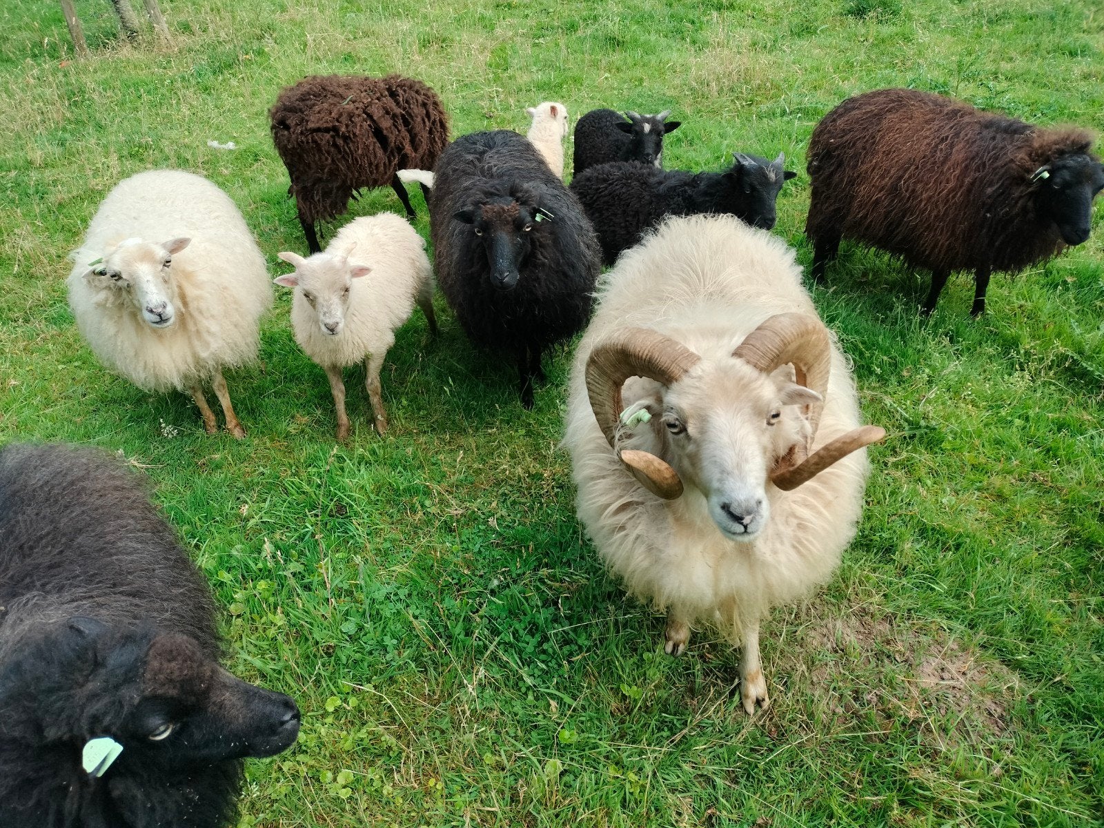 Ouessant schaap  rammetjes, Mannelijk, Schaap