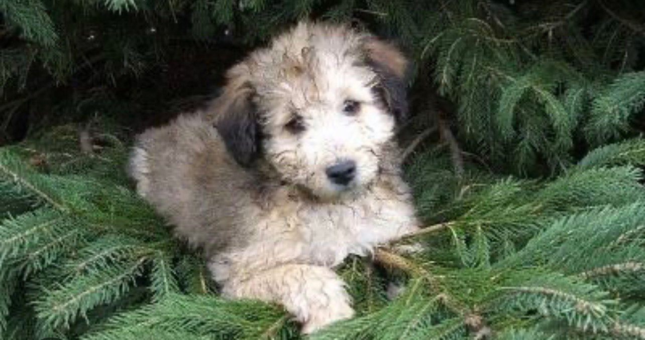 Gezocht: Sheltidoodle, Dieren en Toebehoren, 8 tot 15 weken, Teef, Eén hond, Klein