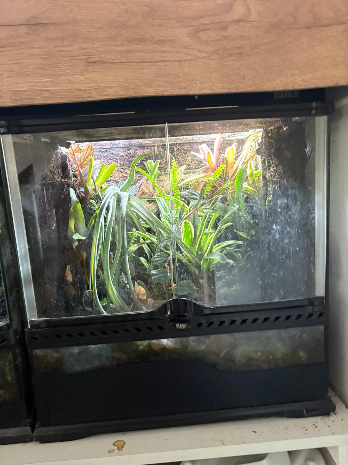 Exo terra terrarium met 4 anthonyi, Dieren en Toebehoren, Ophalen, Gebruikt, Terrarium of Paludarium