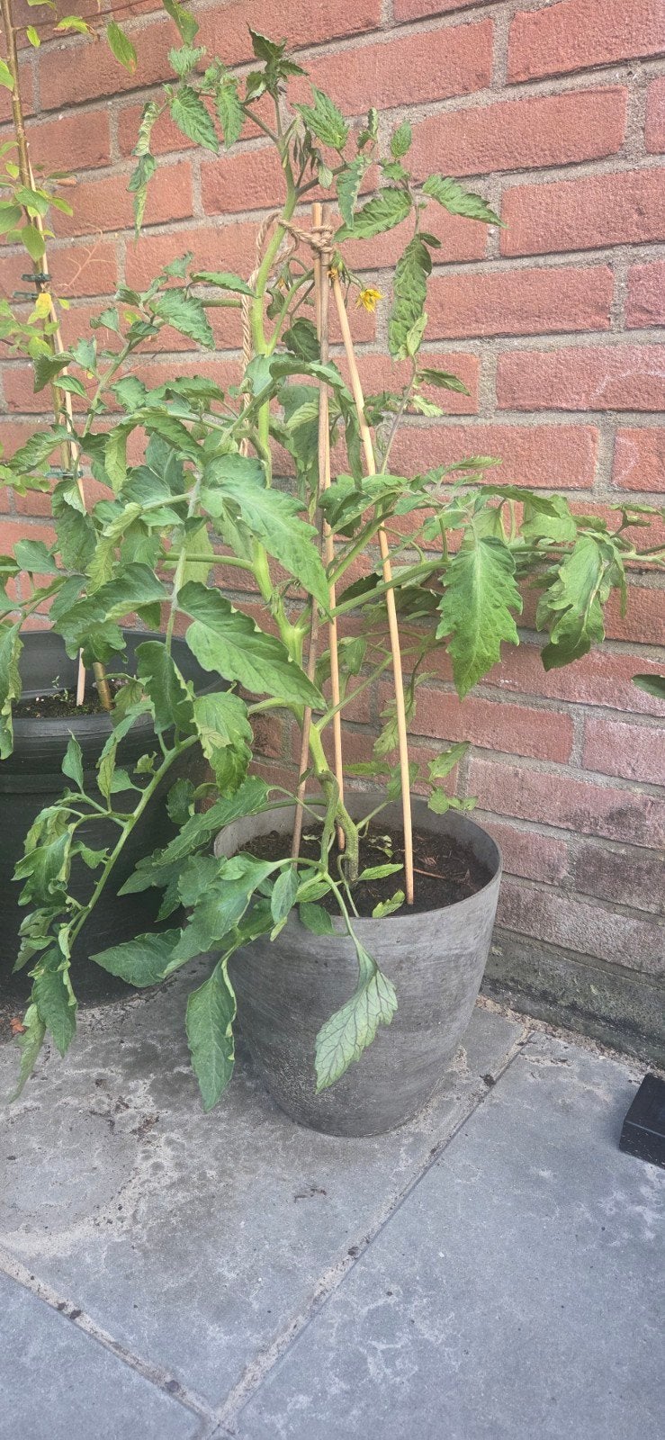 Gratis tomatenplant - zelf pot mee nemen, Ophalen, Groenteplanten, Volle zon