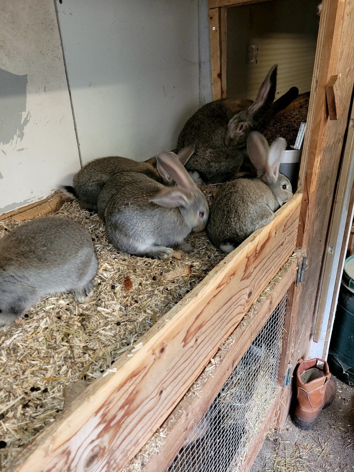 Raszuivere vlaamse reuzen, Dieren en Toebehoren, Meerdere dieren, Groot