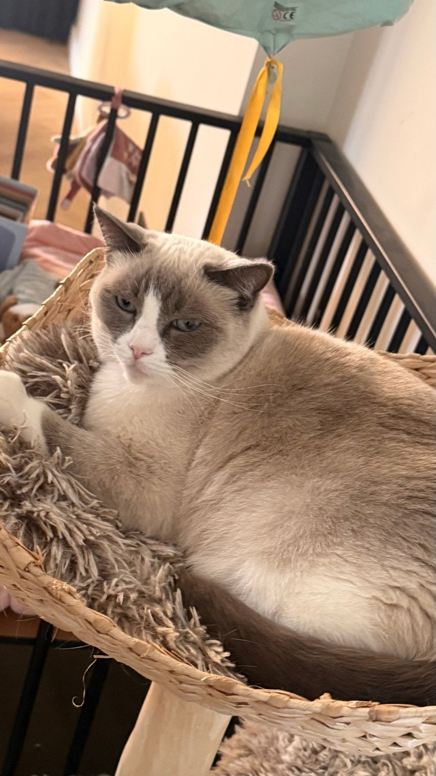te koop ragdoll blue point en een chocolate point, Poes