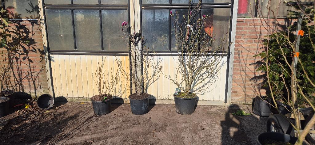 Magnolia susan | beverboom, Tuin en Terras, Ophalen, Overige soorten, Struik, 100 tot 250 cm