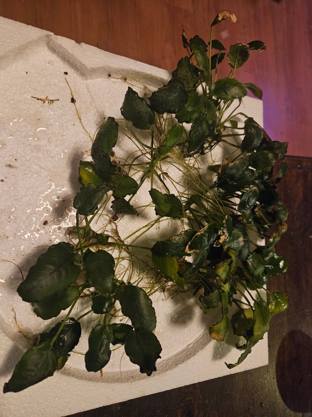 Anubia stekjes, Dieren en Toebehoren, Ophalen of Verzenden, Nieuw, Plant(en), Steen of Hout