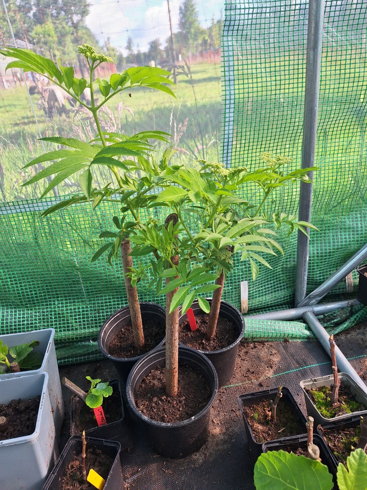 Sambucus York, vlier, Tuin en Terras, Planten | Bomen, Overige soorten, 250 tot 400 cm, Volle zon, Lente, Ophalen