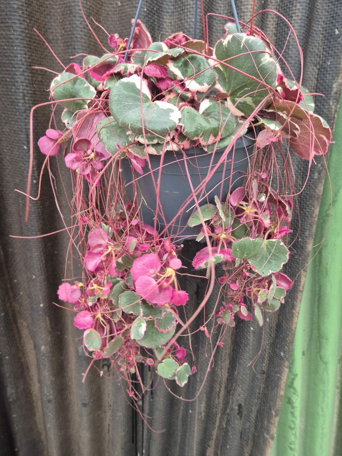 Saxifraga Stolonifera Tricolor XXL p19 (2)