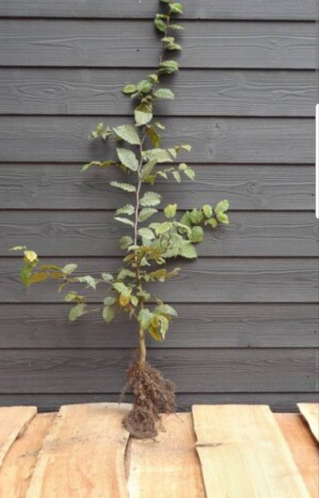 Haagbeuk Carpinus betulus, Tuin en Terras, Bloeit niet, Overige soorten, Ophalen, Volle zon