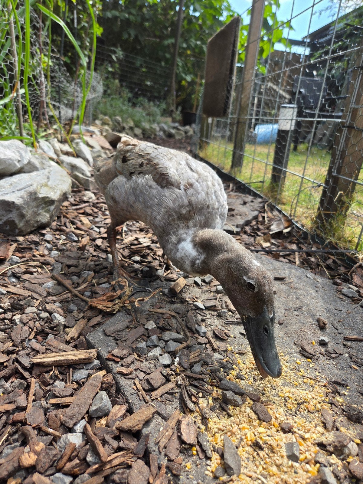 2 indische loopeenden 4 jaar, Dieren en Toebehoren, Pluimvee, Vrouwelijk, Eend