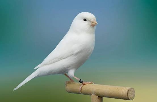 Gezocht witte kanarie pop, Vrouwelijk, Kleurkanarie