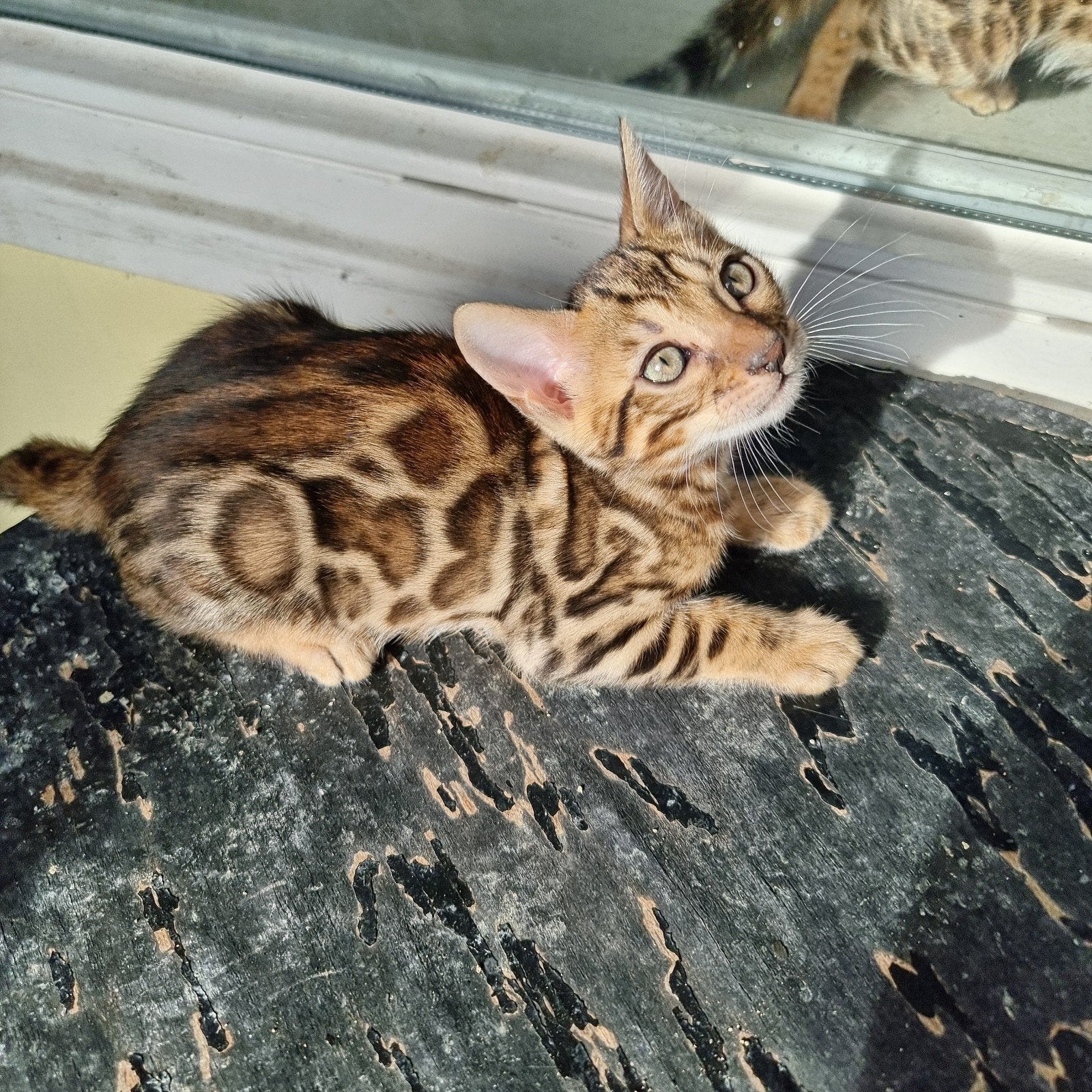 Bengaal kittens met stamboom beschikbaar, Dieren en Toebehoren, Meerdere dieren, Met stamboom, 0 tot 2 jaar