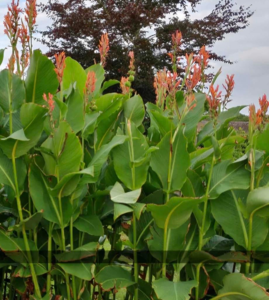 Canna altensteinii, 5 + 1 gratis‼️ wordt 2 tot 3 mtr hoog, Ophalen, Overige soorten, Volle zon