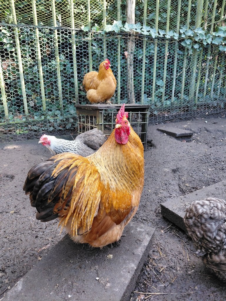 Cochin Haan, Dieren en Toebehoren, Pluimvee, Mannelijk, Kip