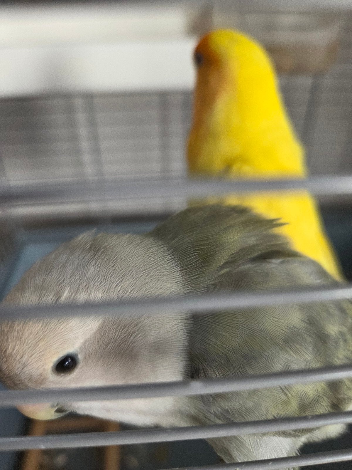 Koppel agapornis (dwergpapegaaien), Dieren en Toebehoren, Vogels | Parkieten en Papegaaien, Meerdere dieren, Dwergpapegaai of Agapornis