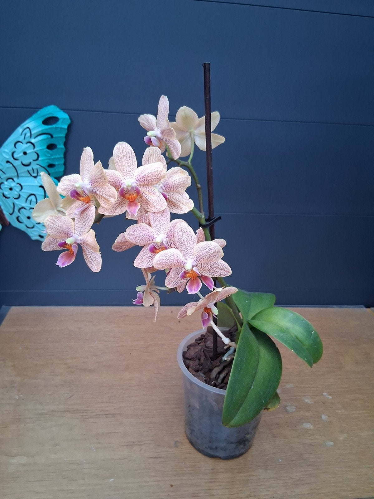 Prachtige Orchidee, Ophalen, Halfschaduw, Minder dan 100 cm