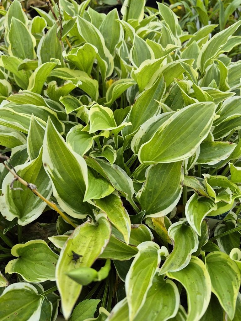 40 % korting op alle HOSTA's circa 100 soorten, Vaste plant, Halfschaduw, Zomer, Ophalen