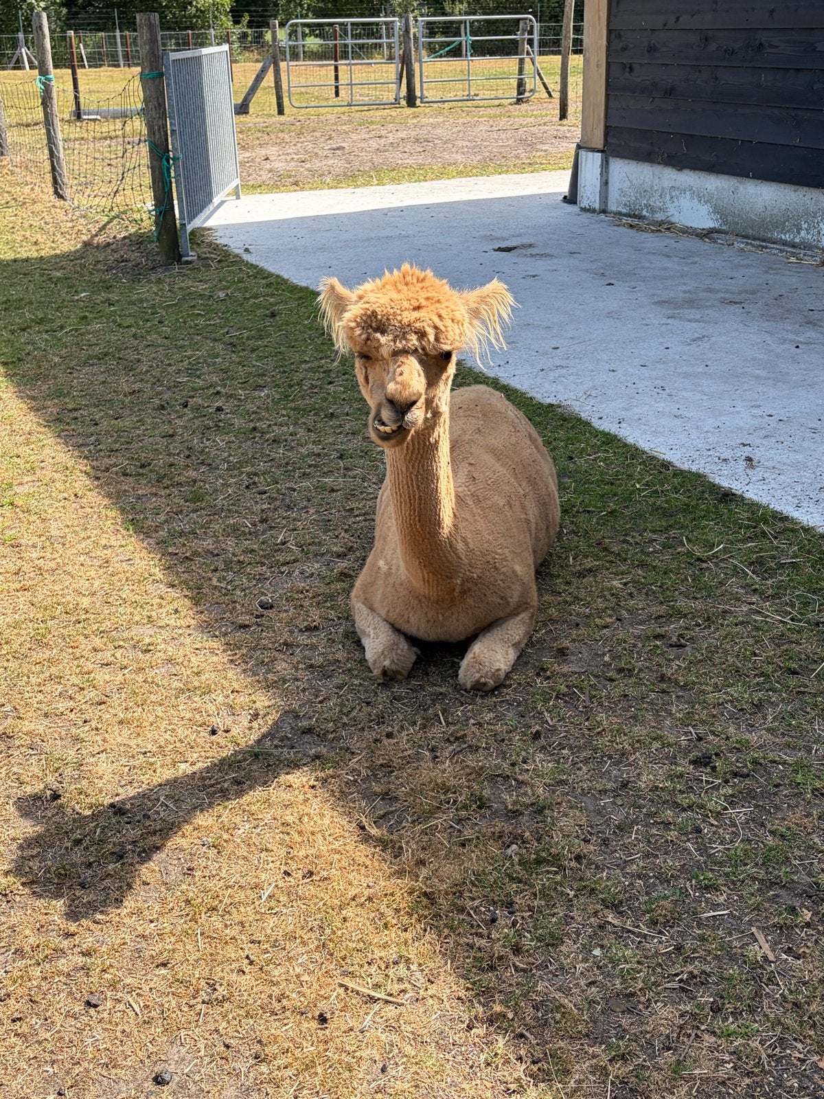 Foto 4 van Te koop goed bewezen alpaca hengst van 2021