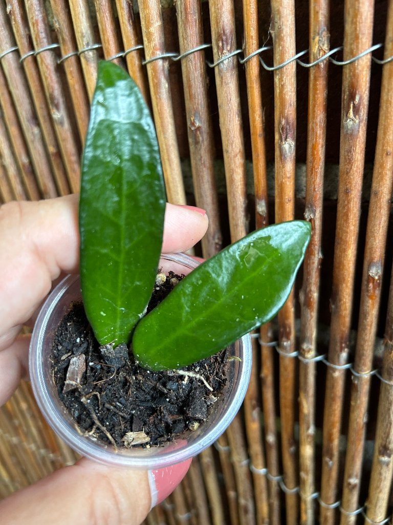 Hoya ‘Linh’🪴, Huis en Inrichting, Kamerplanten, Overige soorten, In pot, Minder dan 100 cm, Bloeiende kamerplant