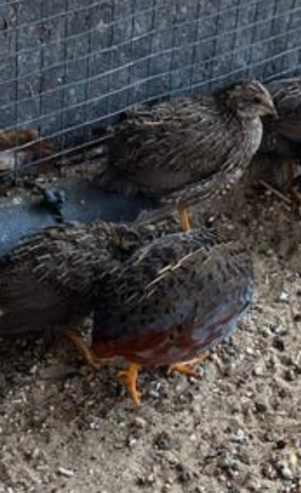 Chinese kwartels. 2 haantjes, Meerdere dieren