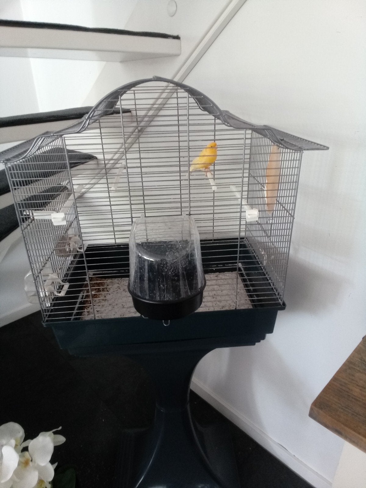 zangkanarie met kooi en stander, Ophalen, Zo goed als nieuw, Vogelkooi, Metaal