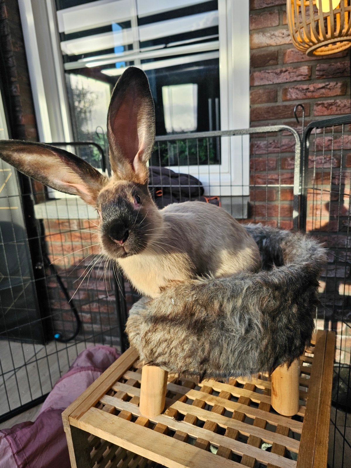 kruising vlaamse reus siam man, Dieren en Toebehoren