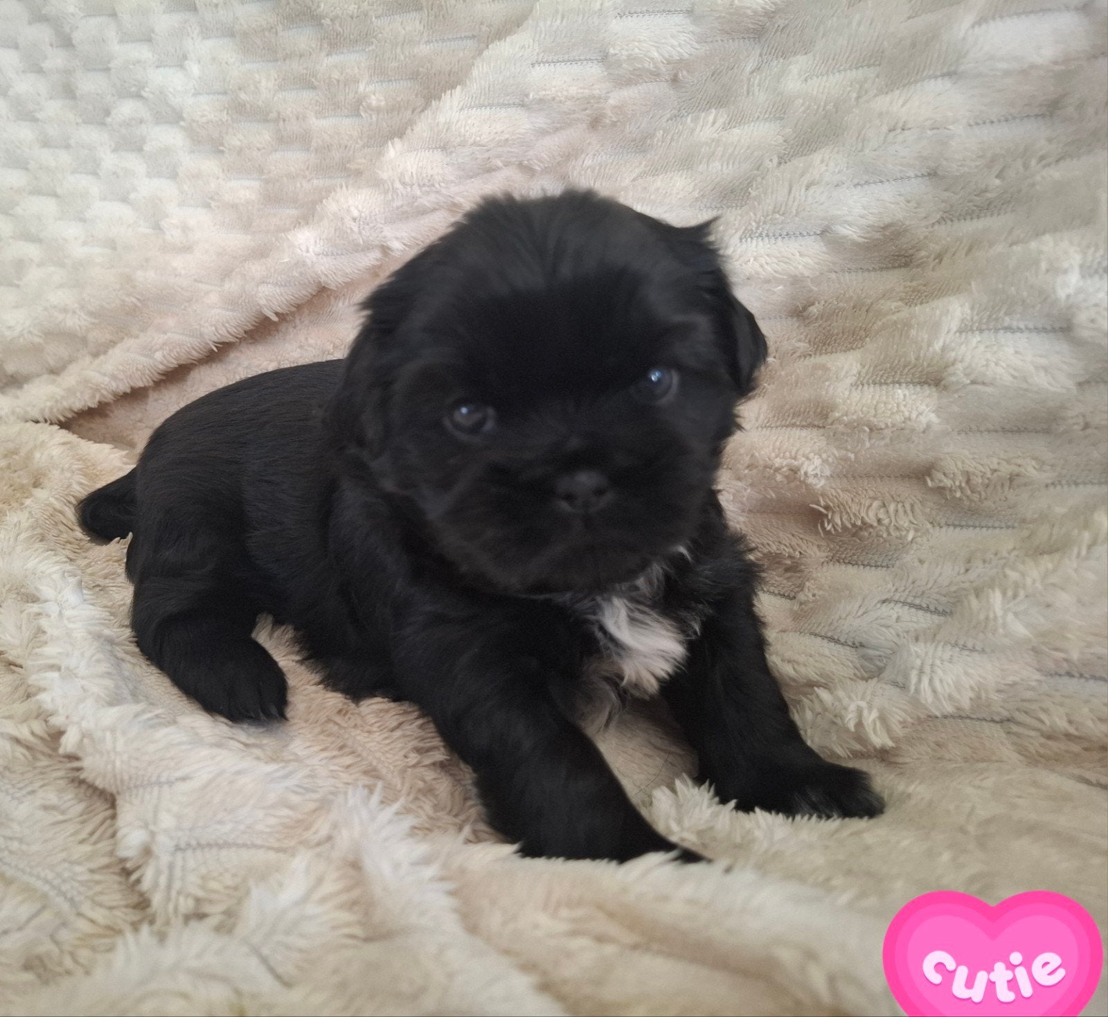Prachtige  Shih Tzu Pups, Overige rassen, 8 tot 15 weken, Parvo, Meerdere
