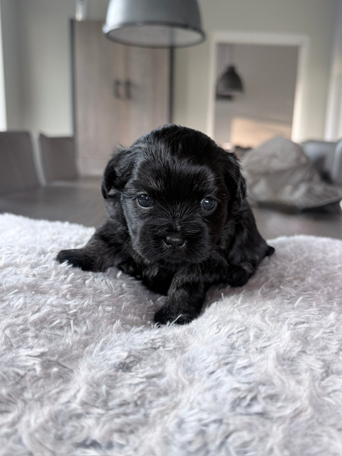 Maltezer x Shi tzu puppys, Maltezer, 8 tot 15 weken, Meerdere, Meerdere dieren
