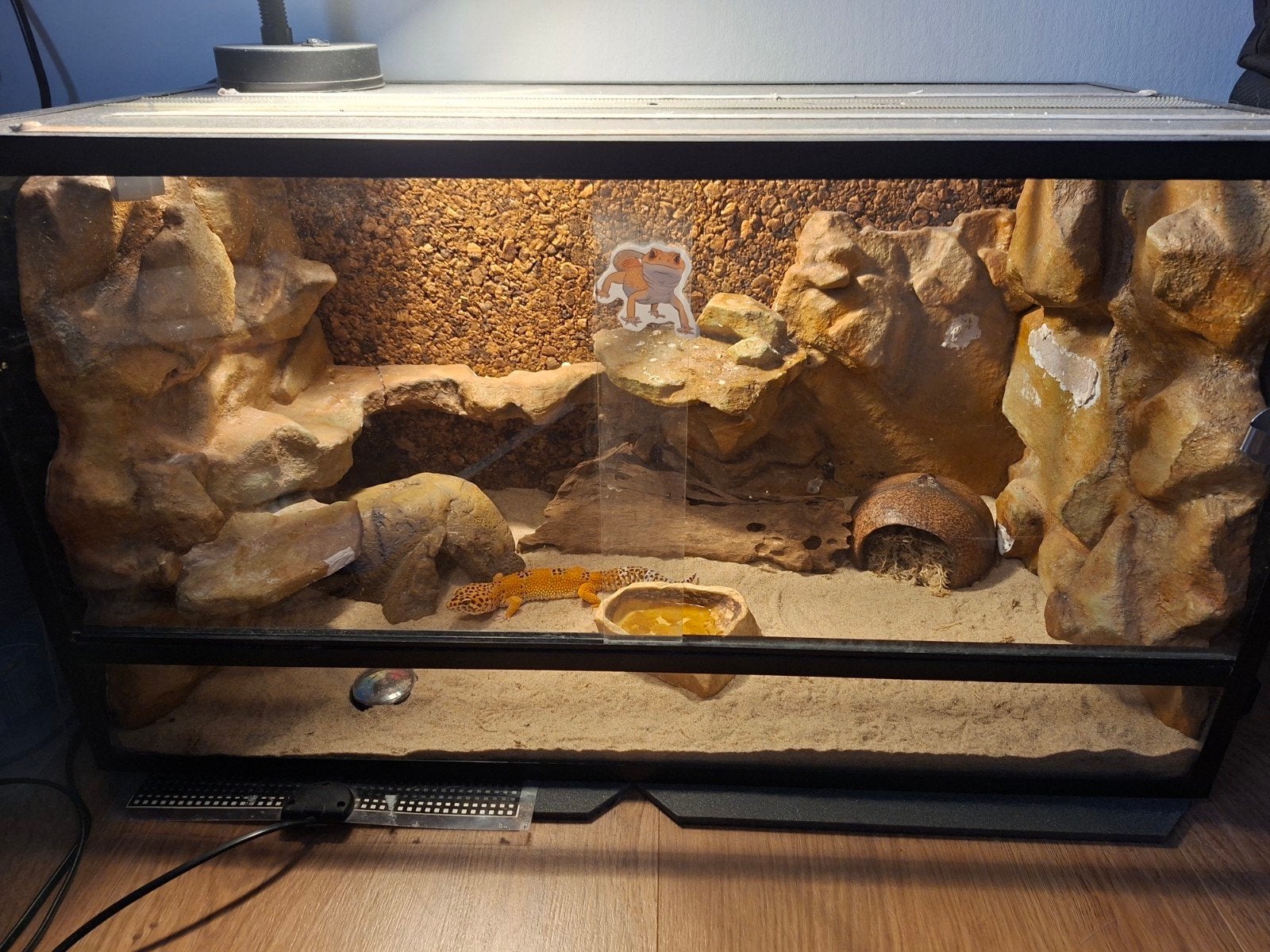Luipaardgekko met Terrarium Leopard Gecko photo 2