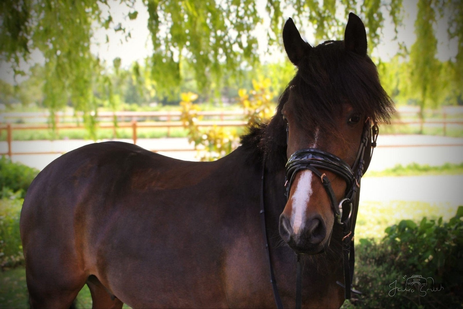 lieve veelzijdige D pony, Dieren en Toebehoren, Paarden, Ruin, Recreatiepaard, 11 jaar of ouder