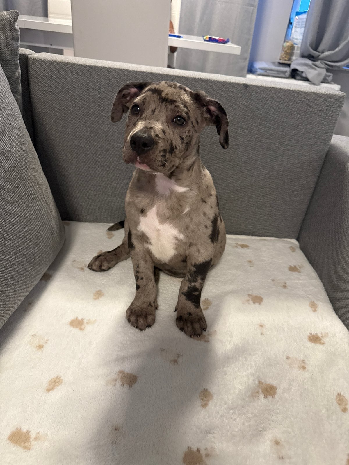 American Bully pup Ace zoekt een liefdevol nieuw thuis, België, Particulier, Reu, Eén hond