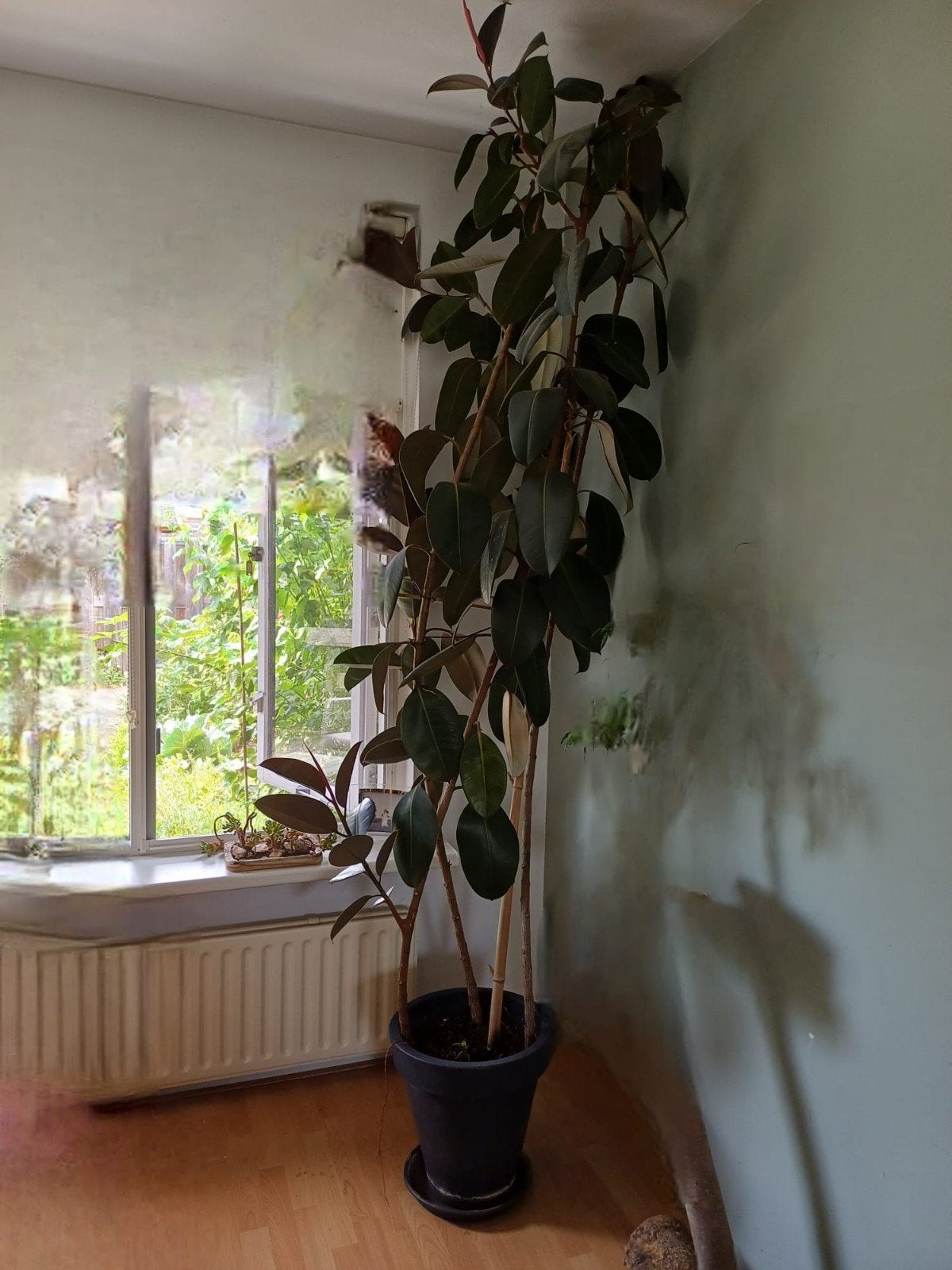 Grote Ficus Elastica (Rubberplant) - 200 cm of meer, Huis en Inrichting, Kamerplanten, Ficus, 200 cm of meer, Groene kamerplant