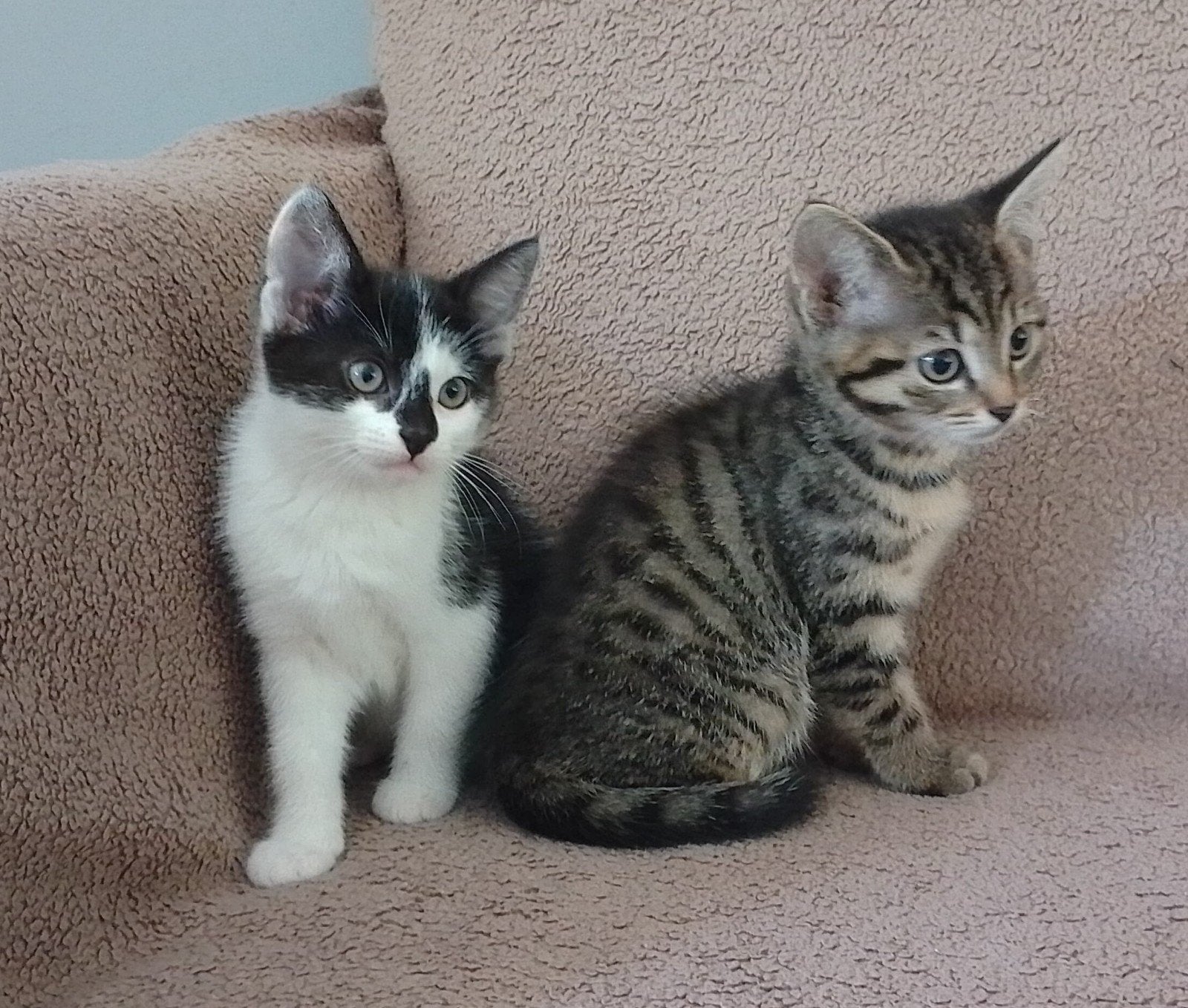 Lieve, sociale kittens met cyperse tekening, Meerdere dieren, Kortharig, 0 tot 2 jaar