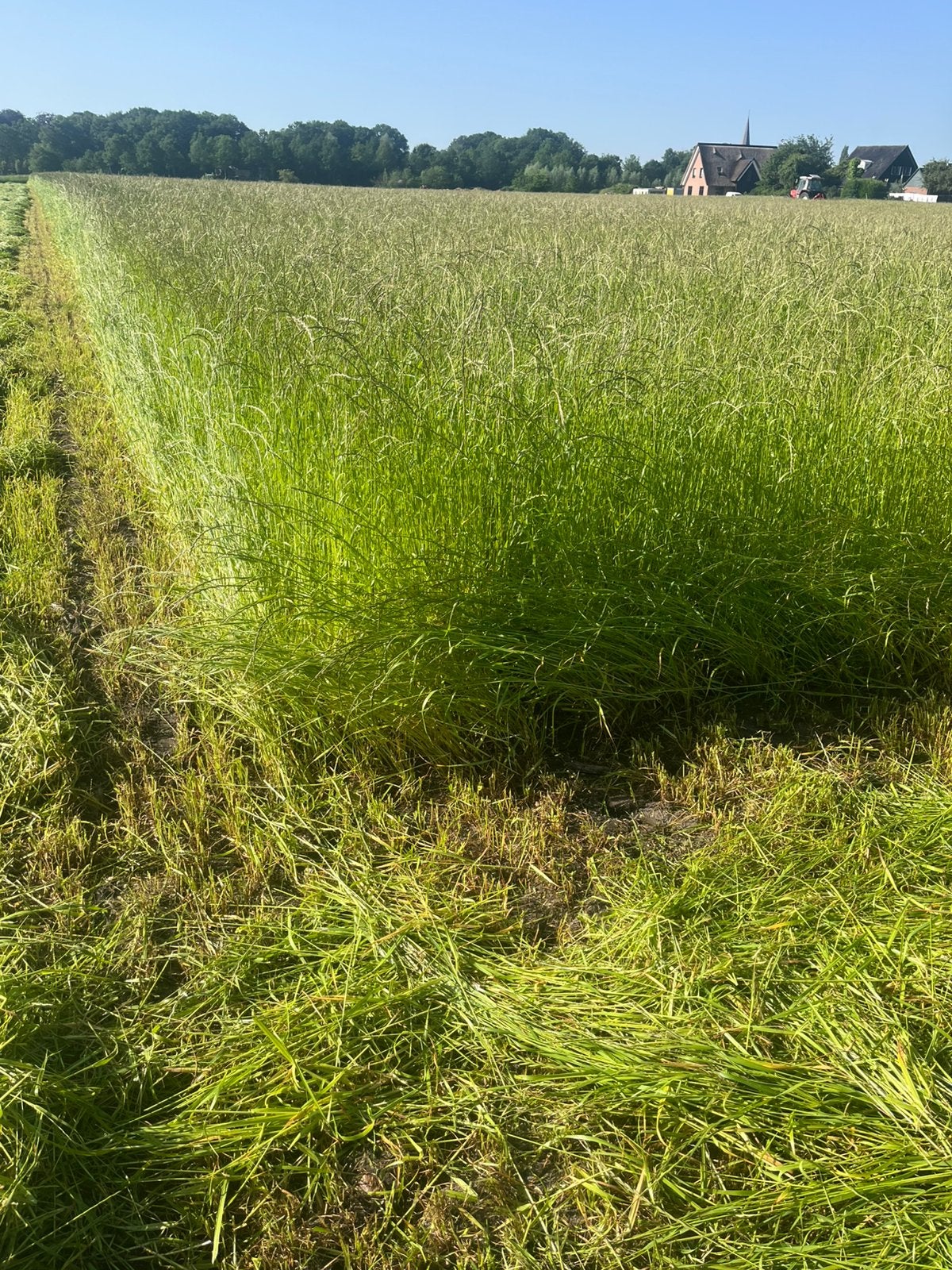 Gras op stam, Dieren en Toebehoren, Stalling en Weidegang