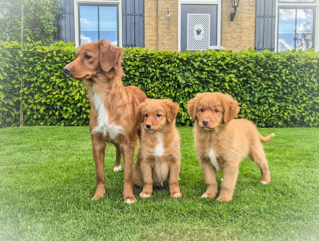 Nog 2 leuke, enthousiaste raszuivere Toller pups, Parvo, Overige rassen, 8 tot 15 weken, Meerdere