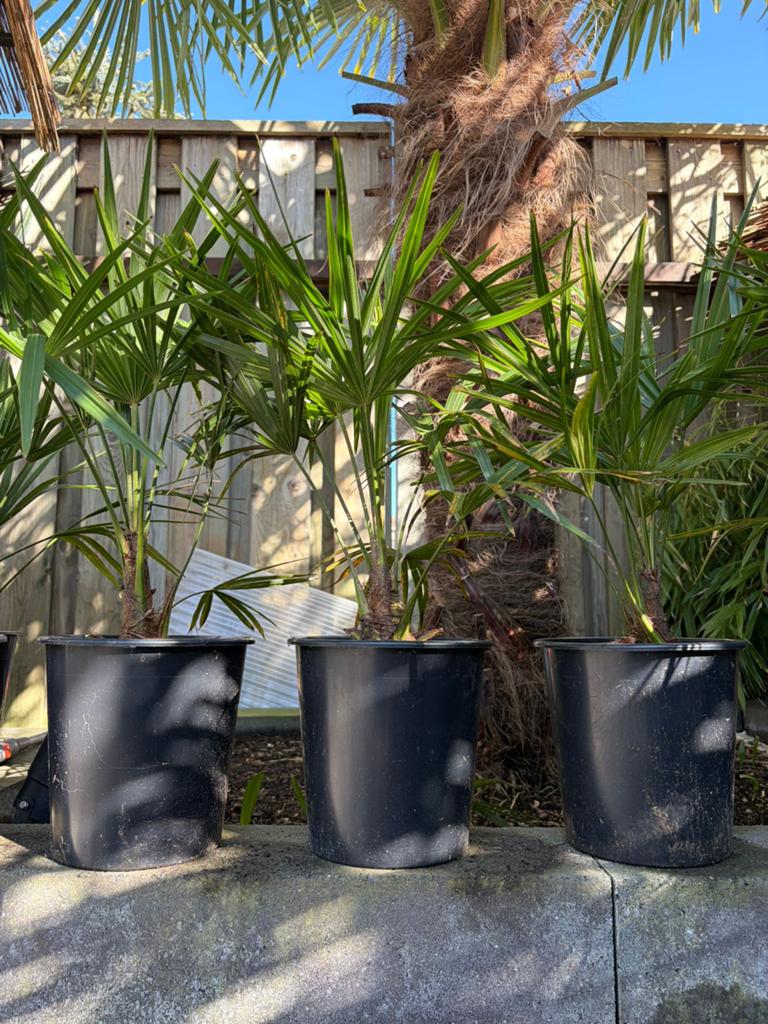 Trachycarpus Fortunei (winterharde palm, ca - 18 ), Ophalen, Overige soorten, Halfschaduw