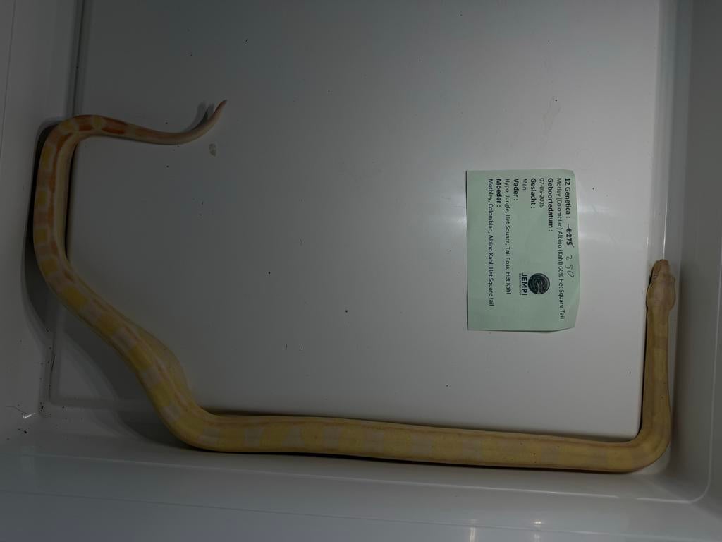 Prachtige BCI (Boa imperator) Nakweek – Eten/Vervellen goed, Dieren en Toebehoren, Reptielen en Amfibieën, Slang, 0 tot 2 jaar