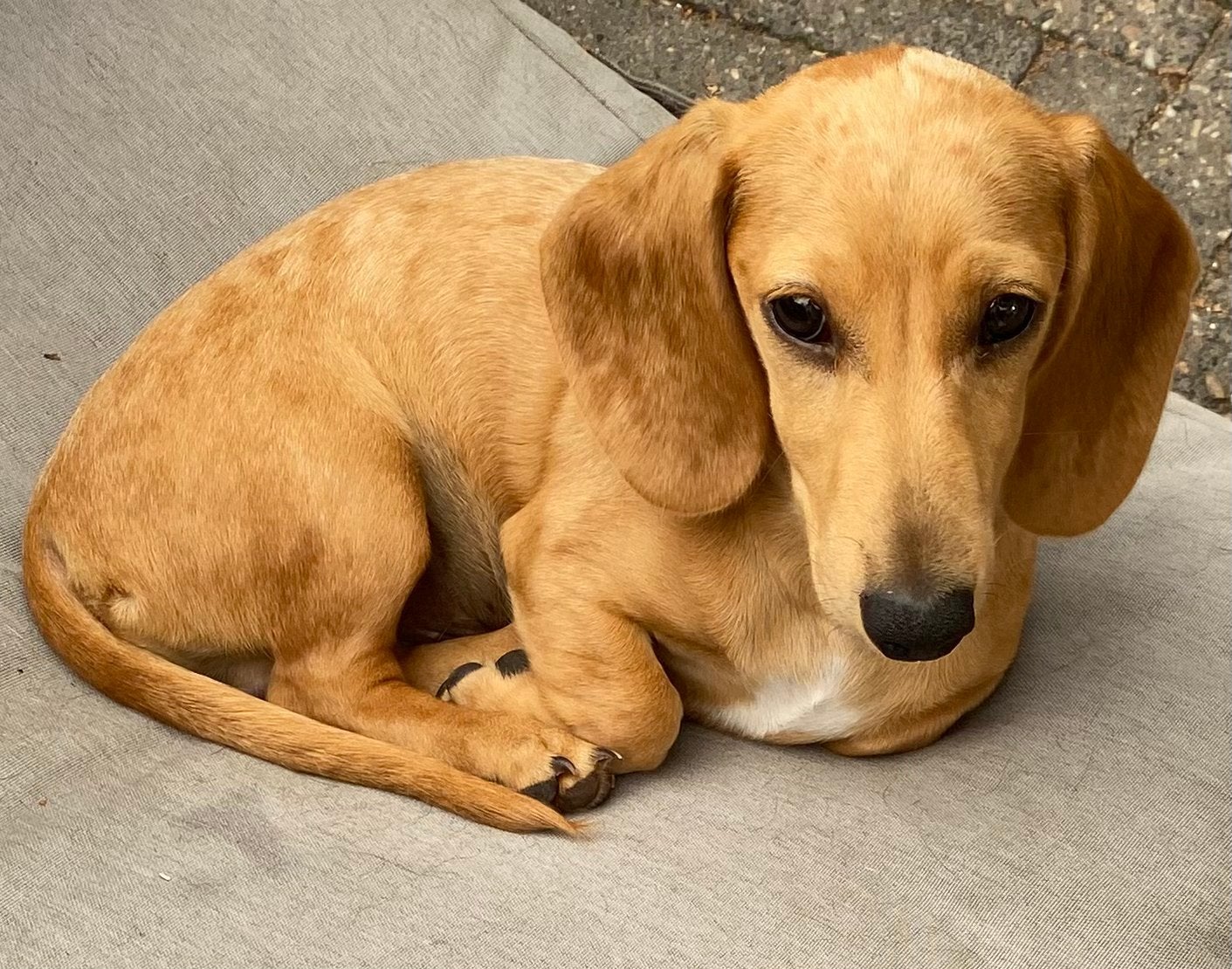 Wegens annulering.  prachtige korthaar dwergteckel reutje, Dieren en Toebehoren, Honden | Teckels en Dashonden, Parvo, 15 weken tot 1 jaar