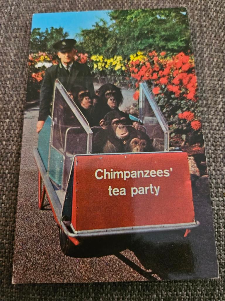 Chimpansees' tea party London Zoo, Ophalen of Verzenden