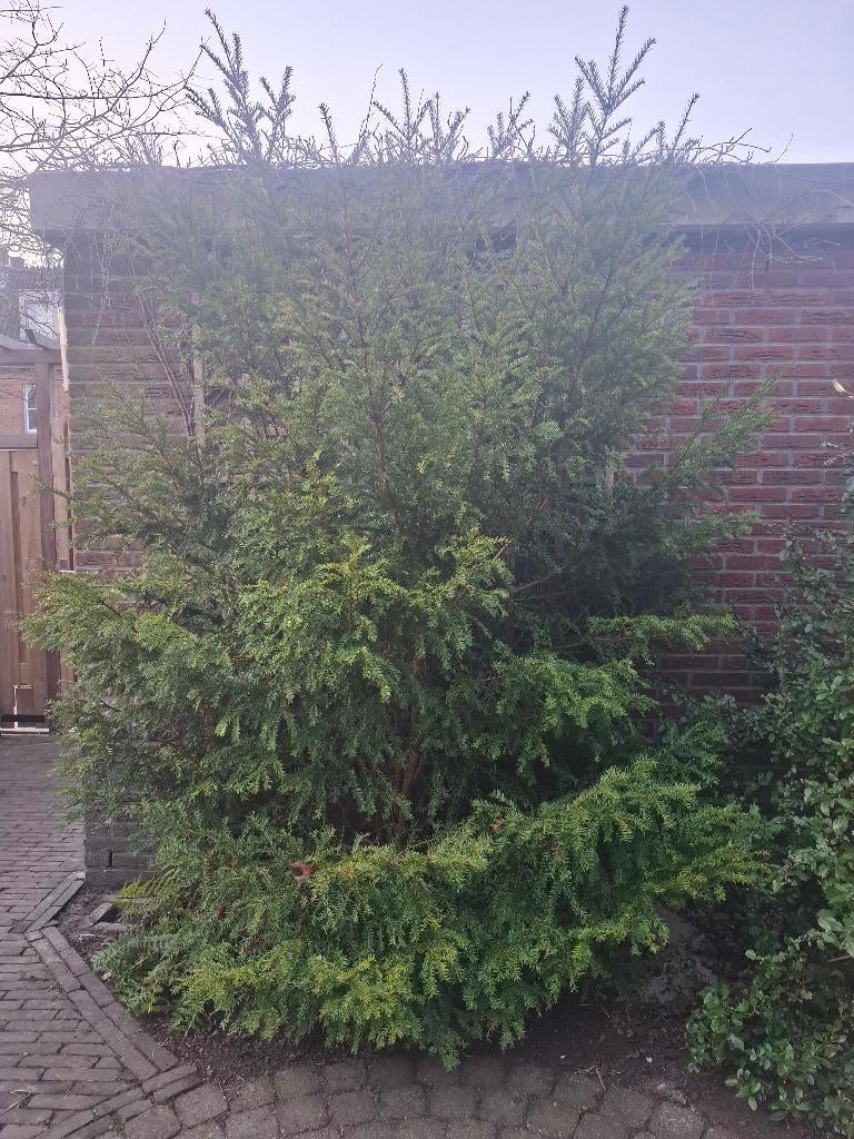 Taxus gratis, Tuin en Terras, Planten | Bomen, Ophalen, Bloeit niet, Halfschaduw, Overige soorten
