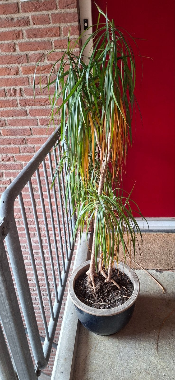 Gratis drakenbloedboom met pot (lees omschrijving), Huis en Inrichting, Kamerplanten, Ophalen, Halfschaduw, Minder dan 100 cm