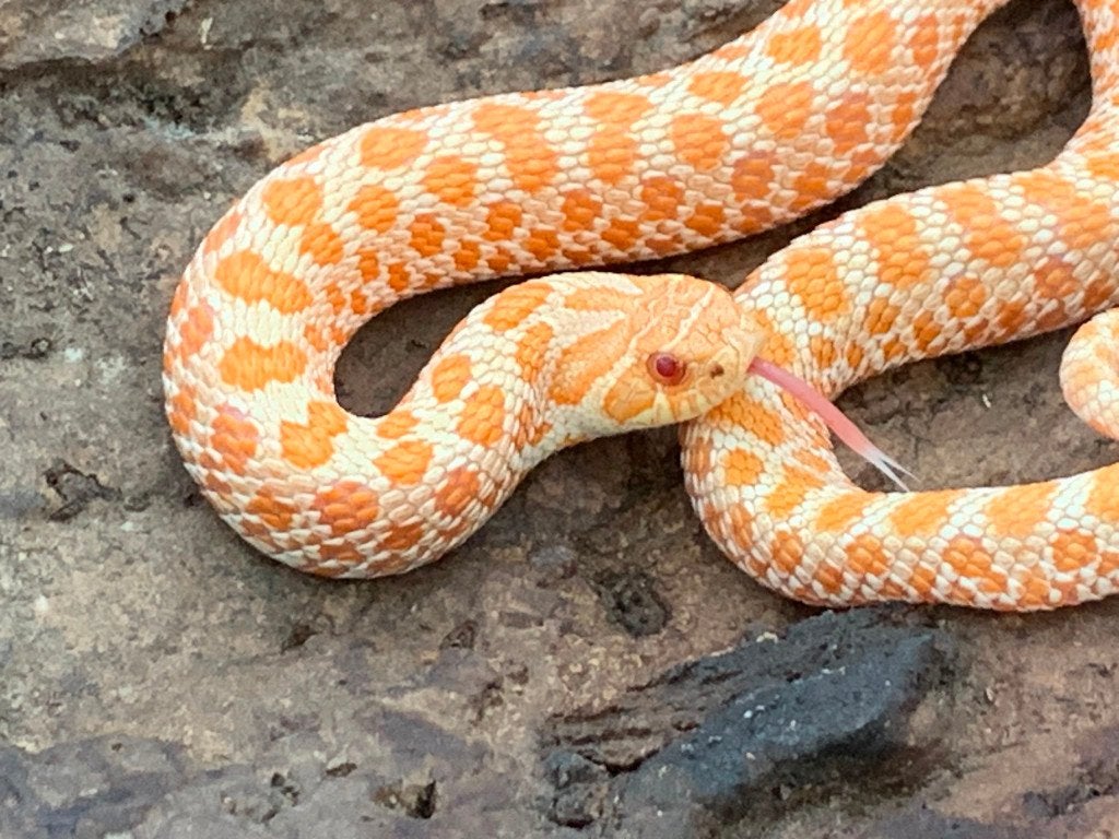 1.0 albino het toffeebelly 66%het axanthic heterodon nasicus Hognose Snake - male for sale from DemonSnakes