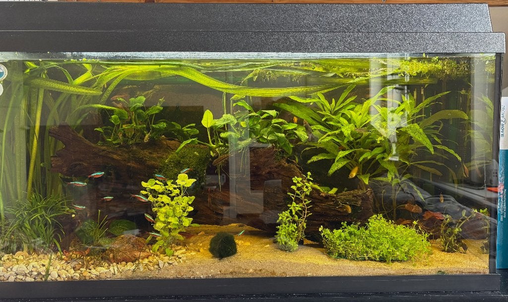 Compleet aquarium, incl Oase BioMaster Thermo 350, Dieren en Toebehoren, Ophalen, Inclusief vissen, Juwel, Gevuld zoetwateraquarium