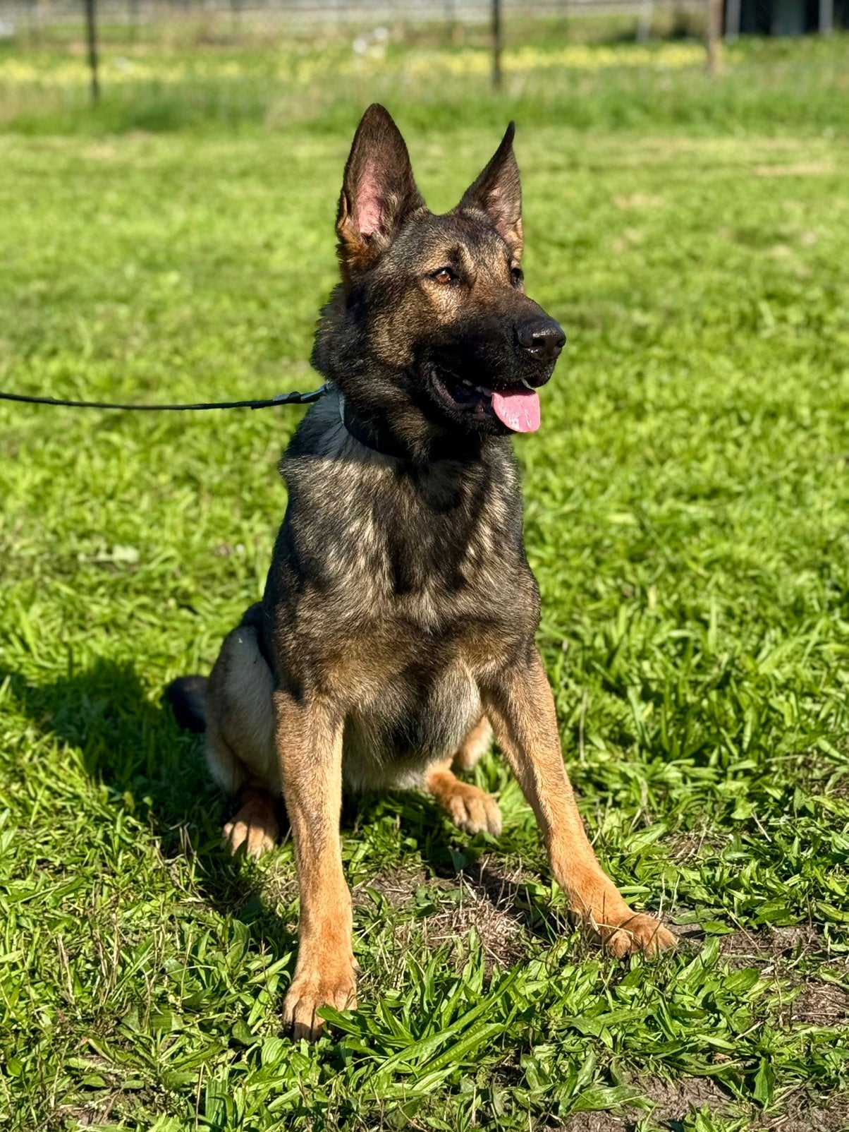 Lieve, karaktervolle Duitse herder teef te koop, 1 tot 2 jaar, Teef, Eén hond, CDV (hondenziekte)