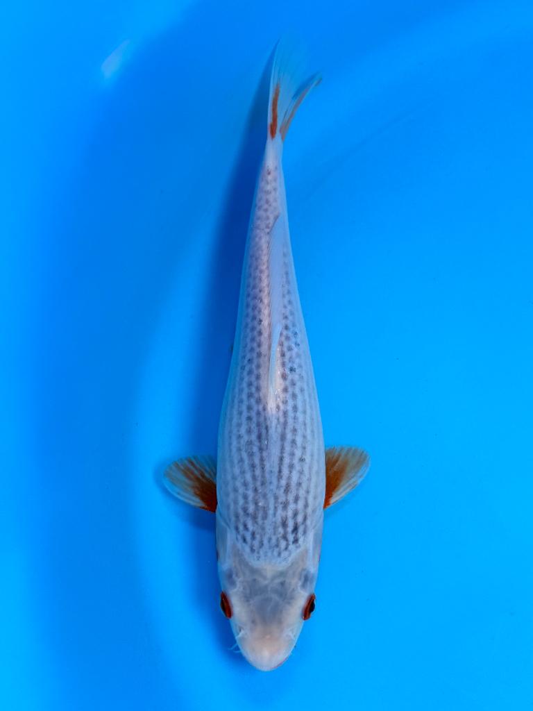HQ Asagi Young Nisai 26-30cm Wada Japanse koi, Karper of Koi