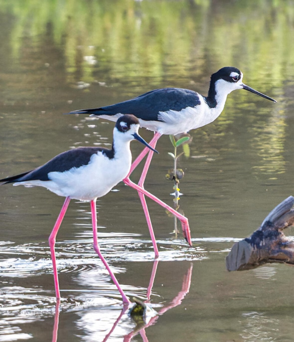 Mexicaanse steltkluten, Meerdere dieren, Overige soorten