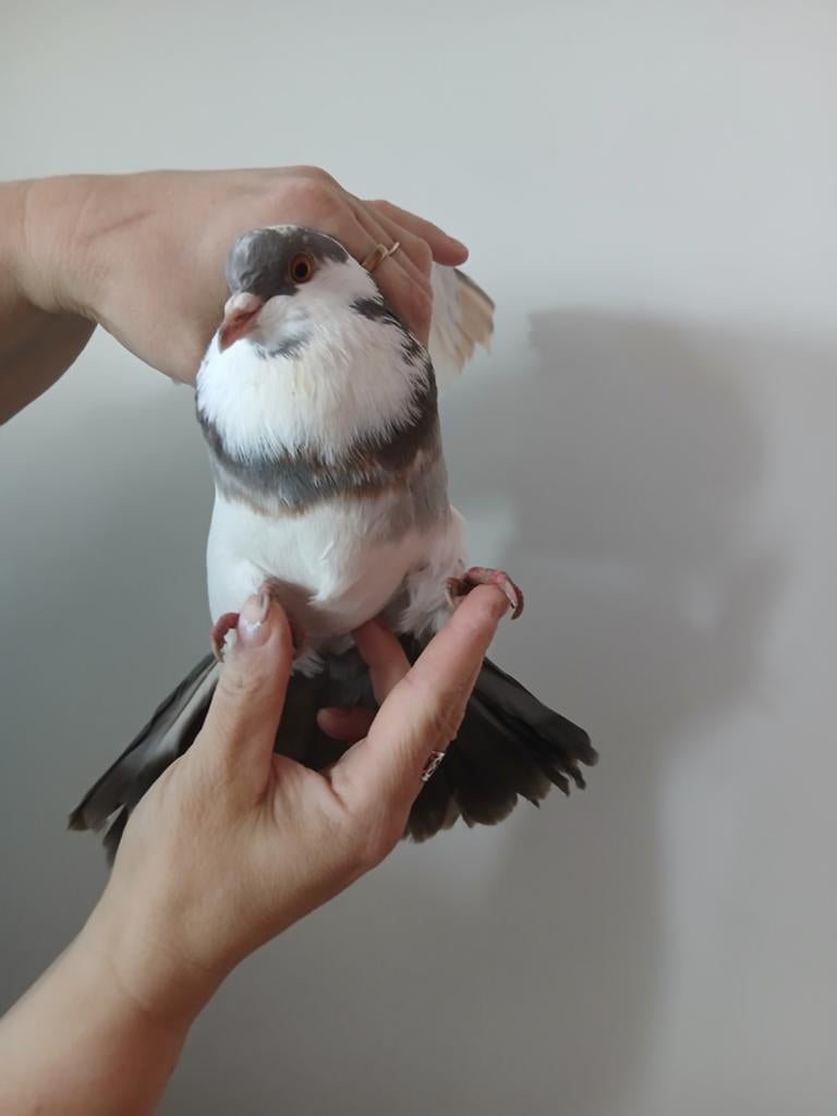 Jong Duiven, Dieren en Toebehoren, Vogels | Duiven, Mannelijk, Postduif