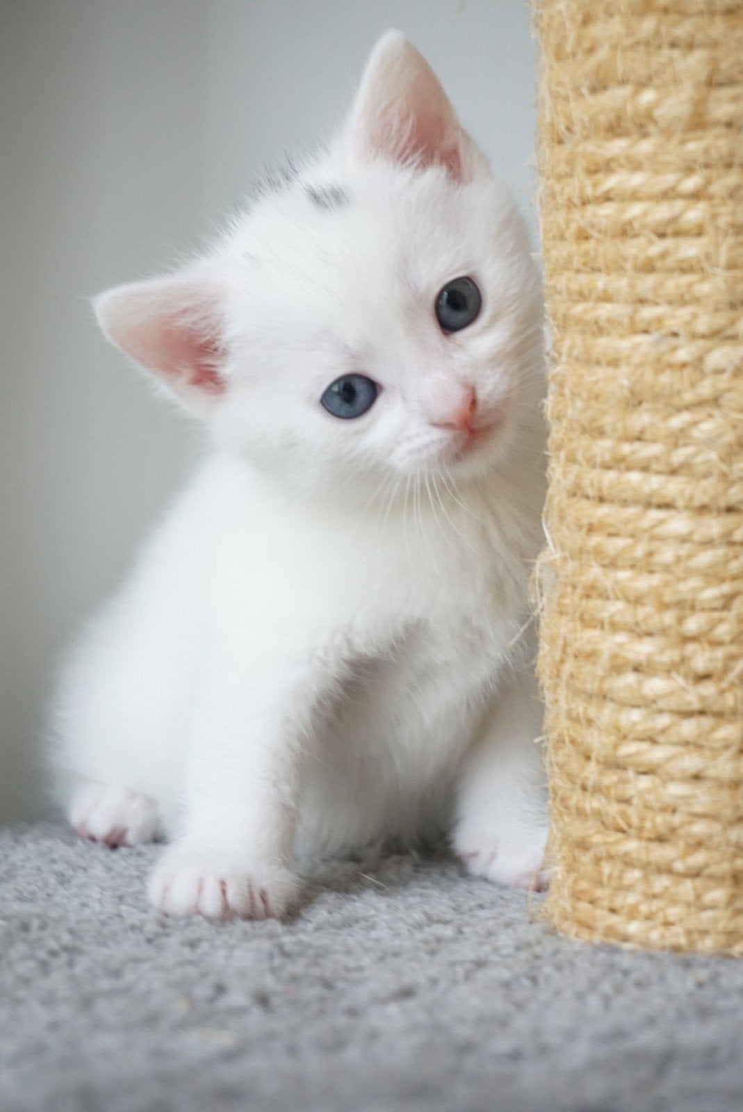 Drie hele mooie kittens!, Dieren en Toebehoren, Katten en Kittens | Raskatten | Korthaar, Meerdere dieren, Ontwormd