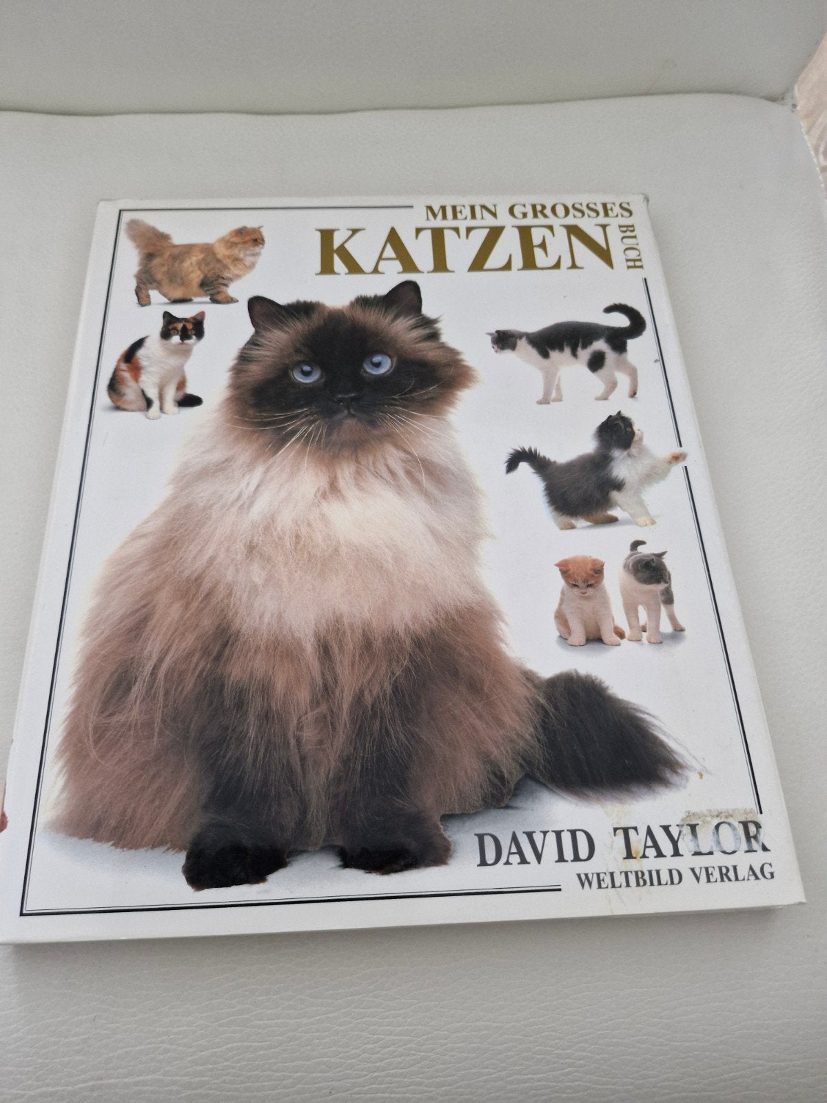 Mijn Groot Katten Boek - David Taylor, Ophalen of Verzenden, Zo goed als nieuw, Katten, David Taylor