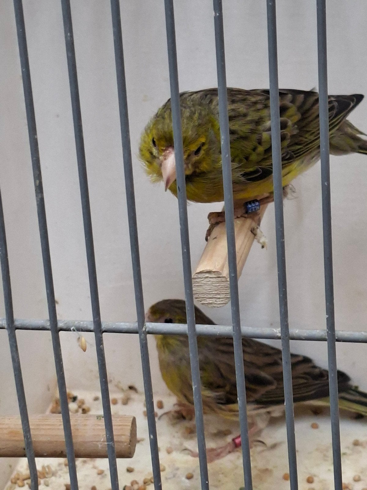 koppel wilde kanarie, Dieren en Toebehoren, Vogels | Kanaries, Meerdere dieren, Kleurkanarie