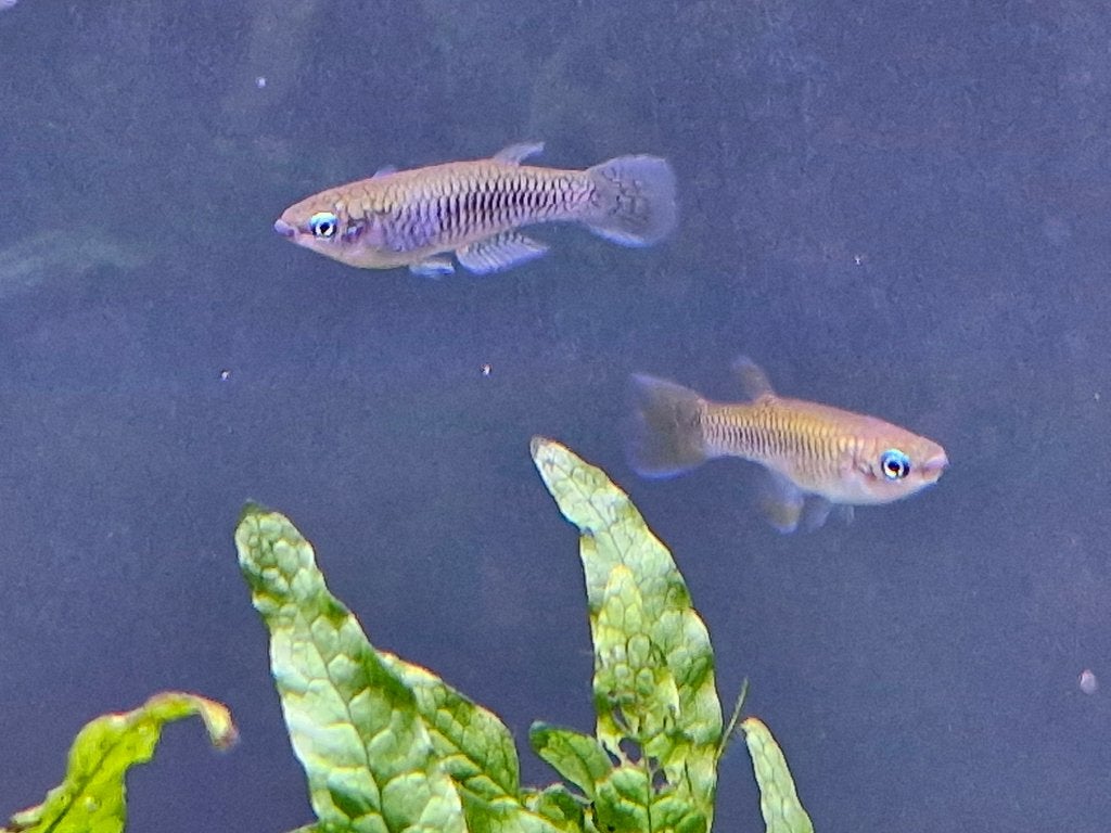 Rhexipanchax Lamberti (Lamberts Lampeye), Vis, Zoetwatervis, Schoolvis